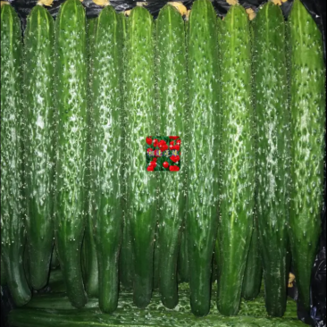 精品黄瓜，天天新鲜货，大量现货