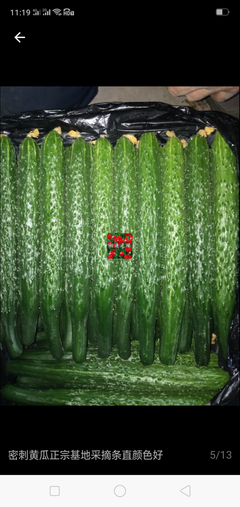 精品黄瓜，天天新鲜货，大量现货