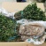 【精选】枸橘苗山东枸橘苗质优价廉产地直供量大从优