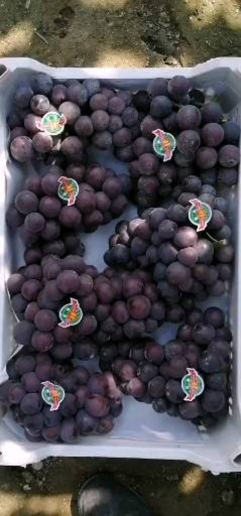巨峰辽南巨峰葡萄产地直发诚信代收辽南巨峰