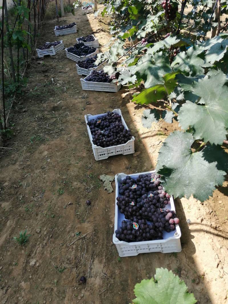 巨峰辽南巨峰葡萄产地直发诚信代收辽南巨峰