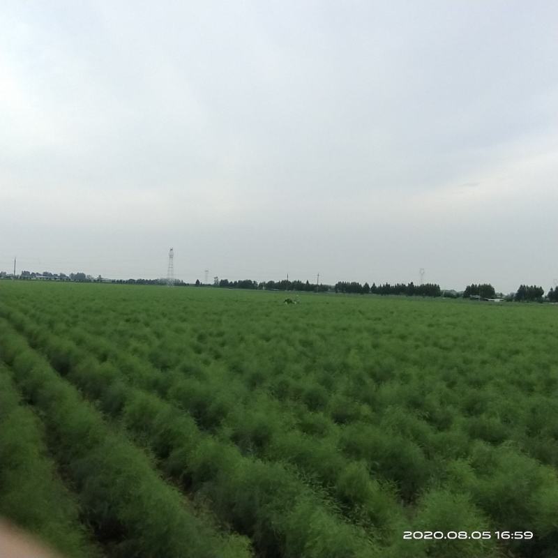 新鲜芦笋自家种基地每天现摘秋芦笋预定中，欢迎各位老