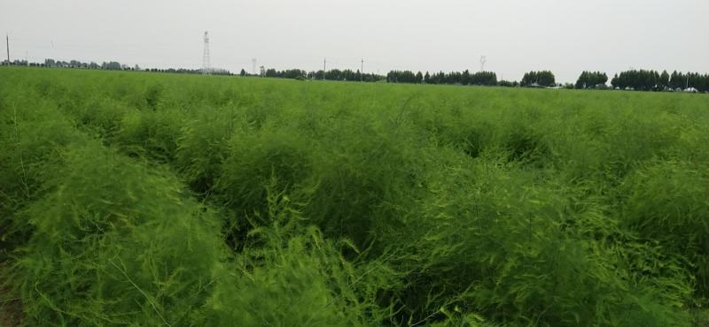 新鲜芦笋自家种基地每天现摘秋芦笋预定中，欢迎各位老