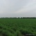 新鲜芦笋自家种基地每天现摘秋芦笋预定中，欢迎各位老