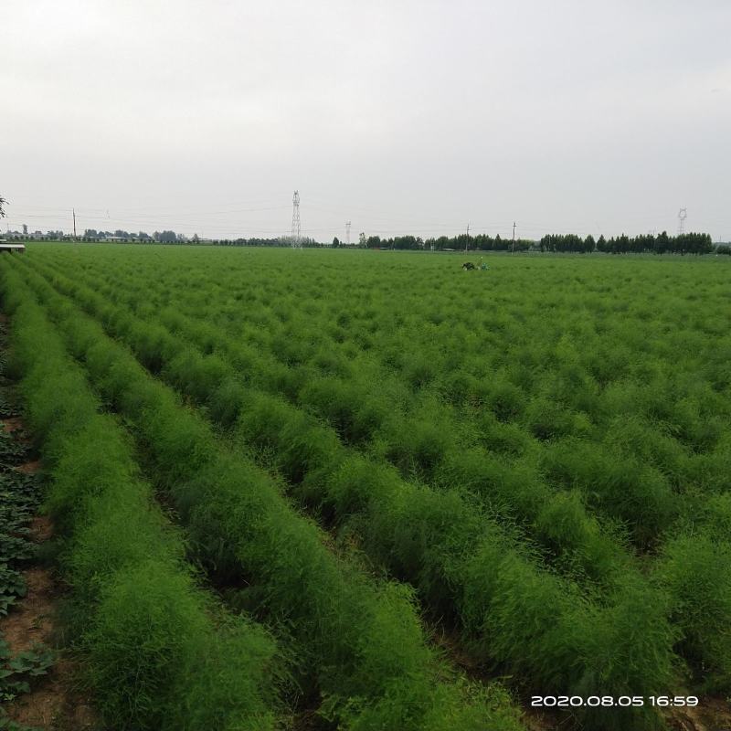 新鲜芦笋自家种基地每天现摘秋芦笋预定中，欢迎各位老