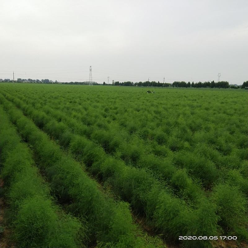 新鲜芦笋自家种基地每天现摘秋芦笋预定中，欢迎各位老