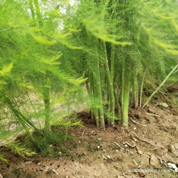 新鲜芦笋自家种基地每天现摘秋芦笋预定中，欢迎各位老