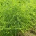 新鲜芦笋自家种基地每天现摘秋芦笋预定中，欢迎各位老