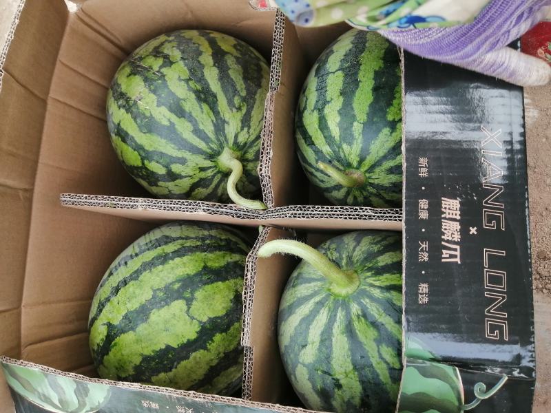 精品美都西瓜，大量有货，大棚西瓜