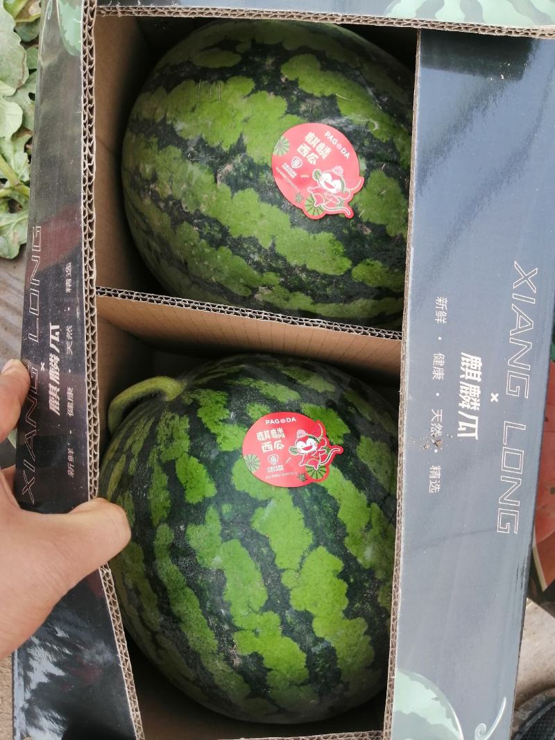 精品美都西瓜，大量有货，大棚西瓜