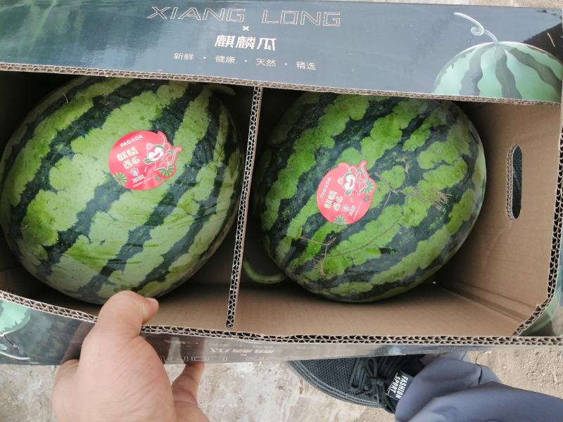 精品美都西瓜，大量有货，大棚西瓜