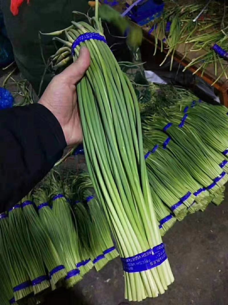 金乡蒜苔，冷库保鲜，产地货源，货源充足长年供应！