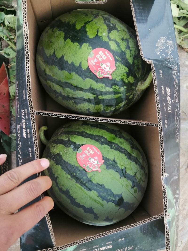 精品美都西瓜，大量有货，大棚西瓜