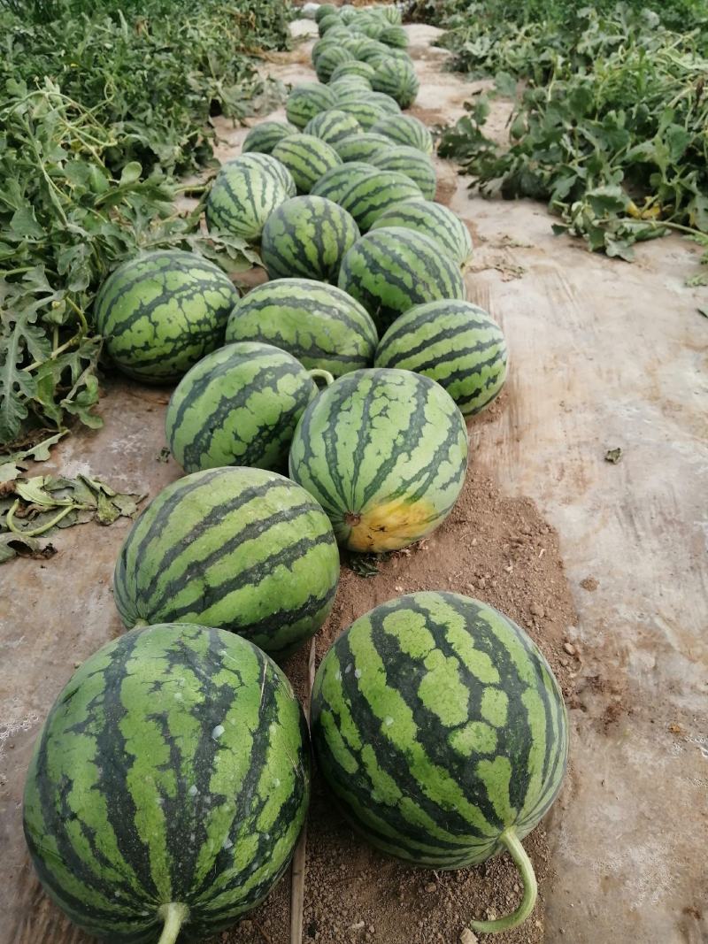 精品美都西瓜，大量有货，大棚西瓜