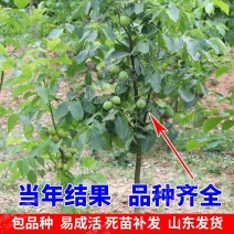 【精选】核桃苗核桃树苗基地直发包技术成活率高当年结果