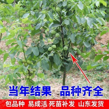 【精选】核桃苗核桃树苗基地直发包技术成活率高当年结果