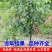 【精选】核桃苗核桃树苗基地直发包技术成活率高当年结果