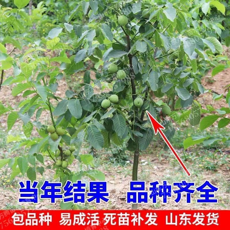 【精选】核桃苗核桃树苗基地直发包技术成活率高当年结果