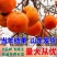 【精选】柿子树苗山东柿子树苗产地直销根系发达成活率高
