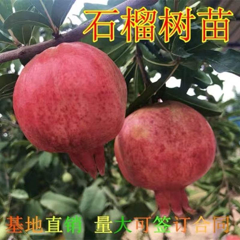 【精选】石榴苗山东石榴树苗基地直发根系发达成活率高