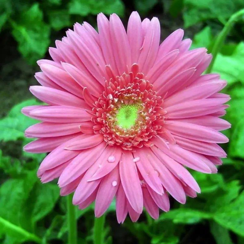 非洲菊种子扶郎花种子进口重瓣非洲菊四季易活花海花卉种籽