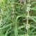 黄精，伏牛山野生黄精，细叶黄精，现采现发
