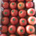 河北永年硬粉西红柿大量上市价格美丽量大从优