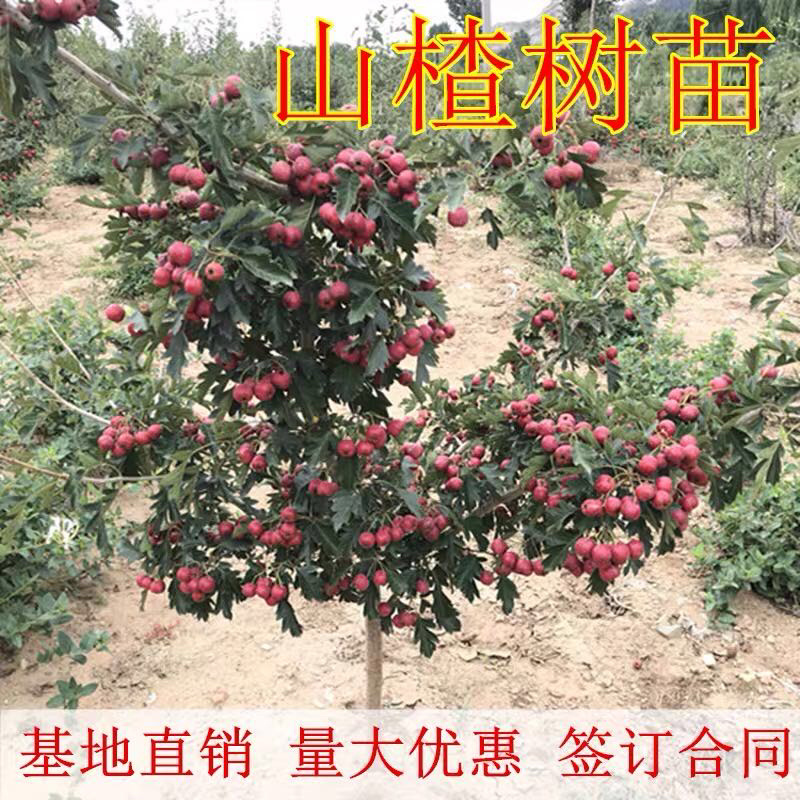 【精选】甜山楂苗大金星山楂苗甜山楂苗根系发达规格齐