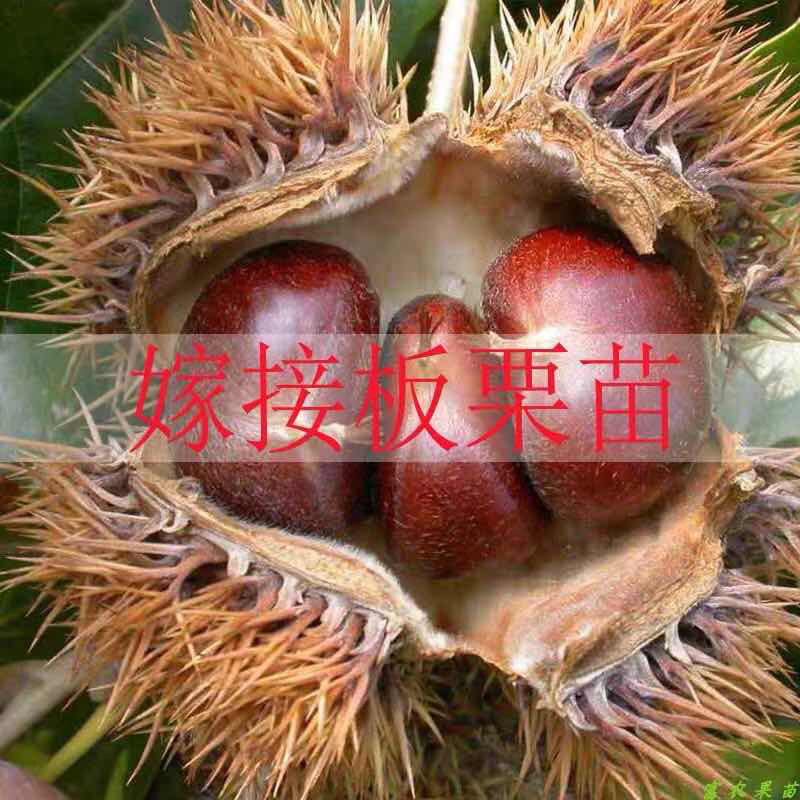 【精选】板栗苗大红袍板栗苗提供种植技术