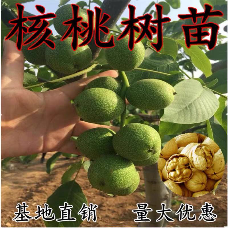 【精选】核桃苗薄皮核桃苗薄皮核桃苗结果早耐储存