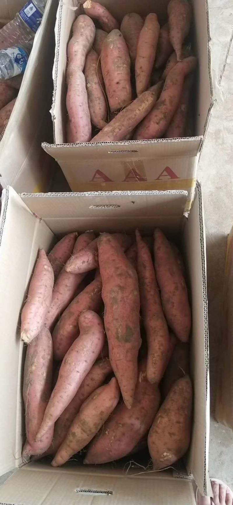 烟蜜薯口感软糯甜烤块中块，小薯