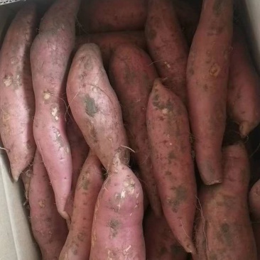 超甜烟蜜薯唐山货普通货半斤以上烤薯坊大量供应中价格合