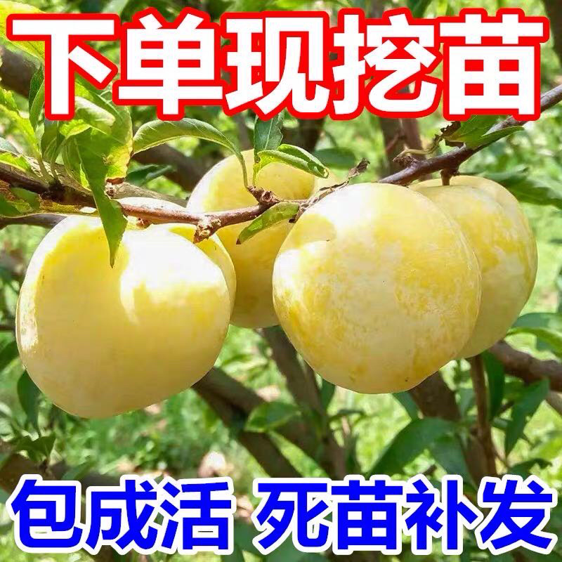 【精选】恐龙蛋李子苗美国杏李苗味帝李子苗规格齐全