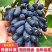 【精选】甜蜜蓝宝石葡萄苗优质甜蜜蓝宝石葡萄苗结果早耐储
