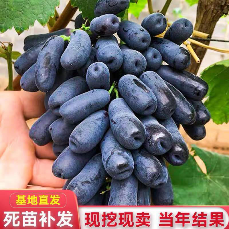 【精选】甜蜜蓝宝石葡萄苗优质甜蜜蓝宝石葡萄苗结果早耐储