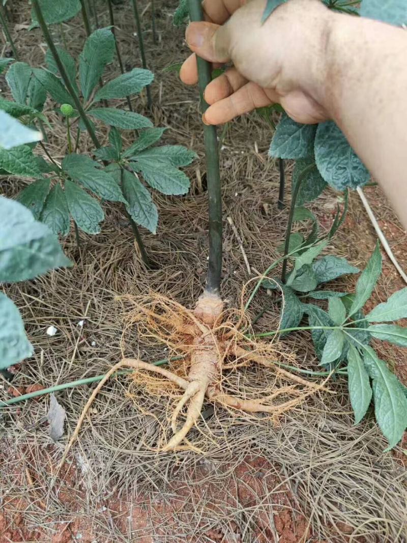 云南文山三七—鲜三七，3年七