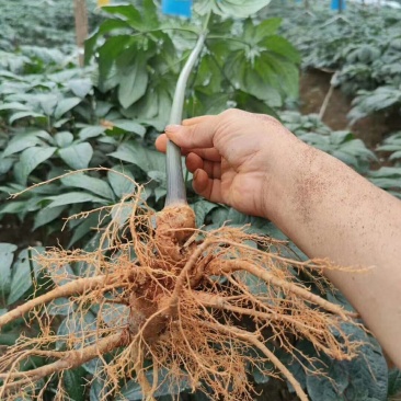 云南文山三七—鲜三七，3年七