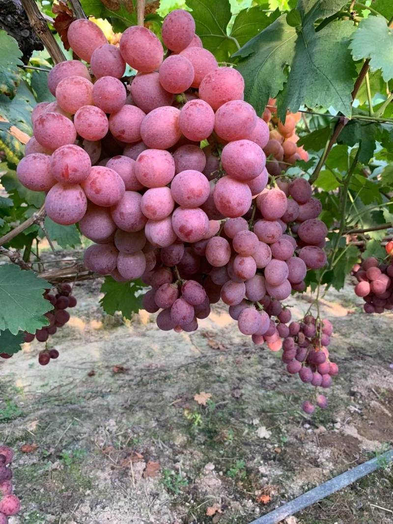 澧县红提，精品红提代办