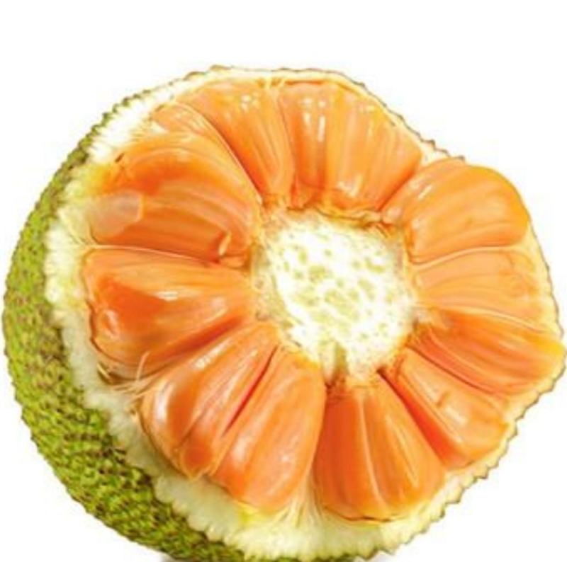 泰国12号红肉菠萝蜜苗