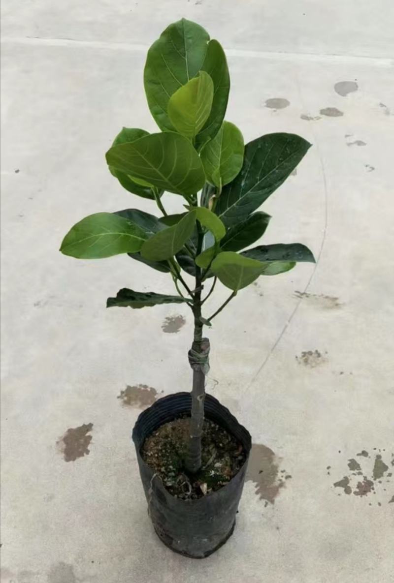 泰国12号红肉菠萝蜜苗