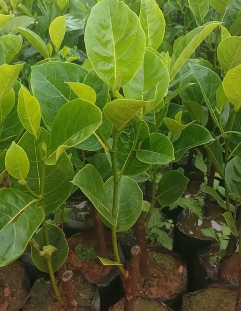 泰国12号红肉菠萝蜜苗