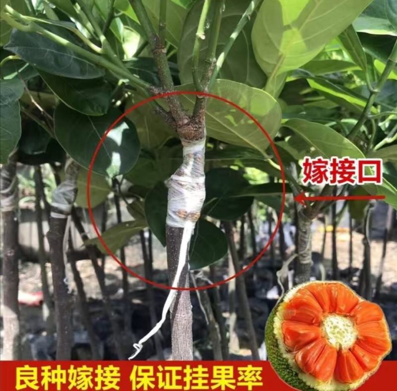 泰国12号红肉菠萝蜜苗