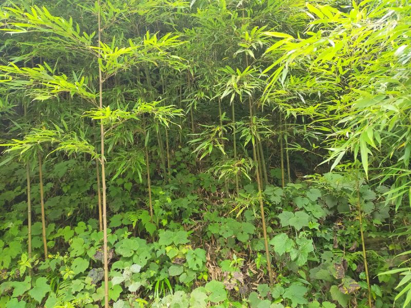 石竹，水竹，白夹竹，等