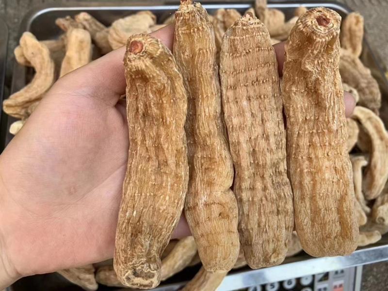 【产地直销】云南红天麻纯天麻粉包邮可一件代发