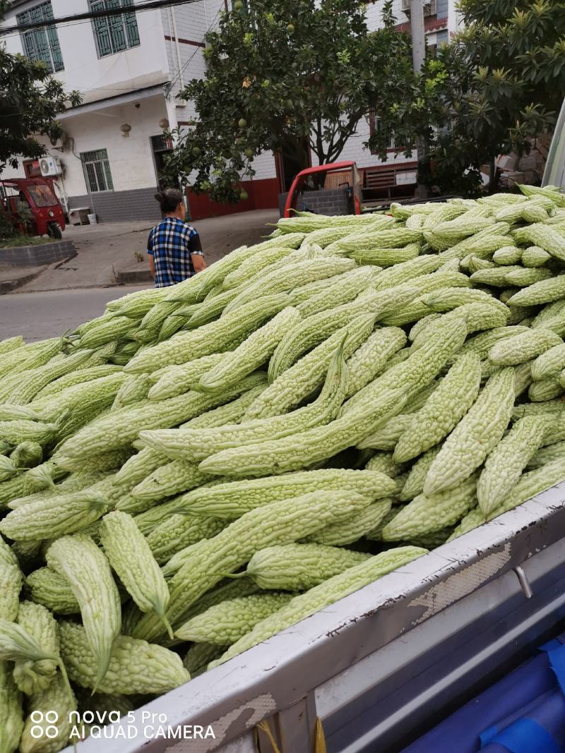 重庆潼南区白苦瓜，正上市中潼南基地自产自售