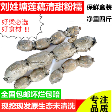 刘姓塘莲藕纯中段煲汤用保鲜盒加冰保鲜发货全国包邮