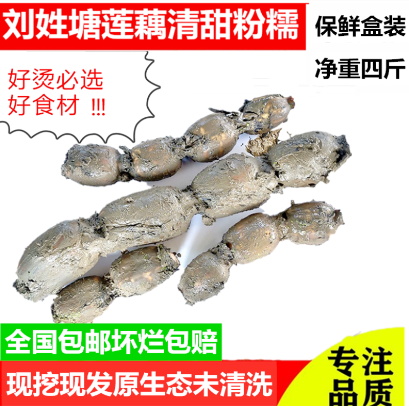 刘姓塘莲藕纯中段煲汤用保鲜盒加冰保鲜发货全国包邮