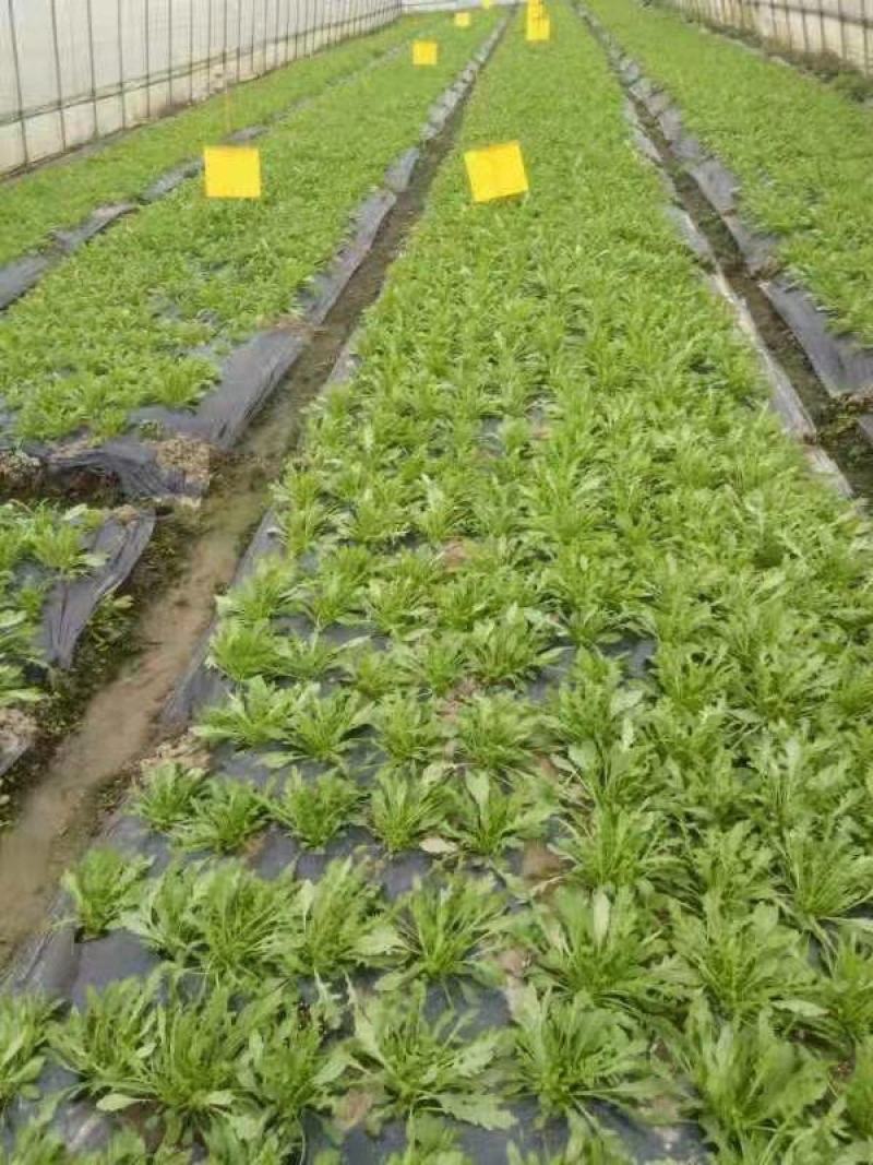 进口冰草种子2克袋装～入口即化，易种好管理