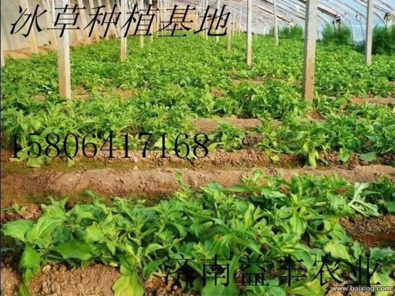 进口冰草种子2克袋装～入口即化，易种好管理