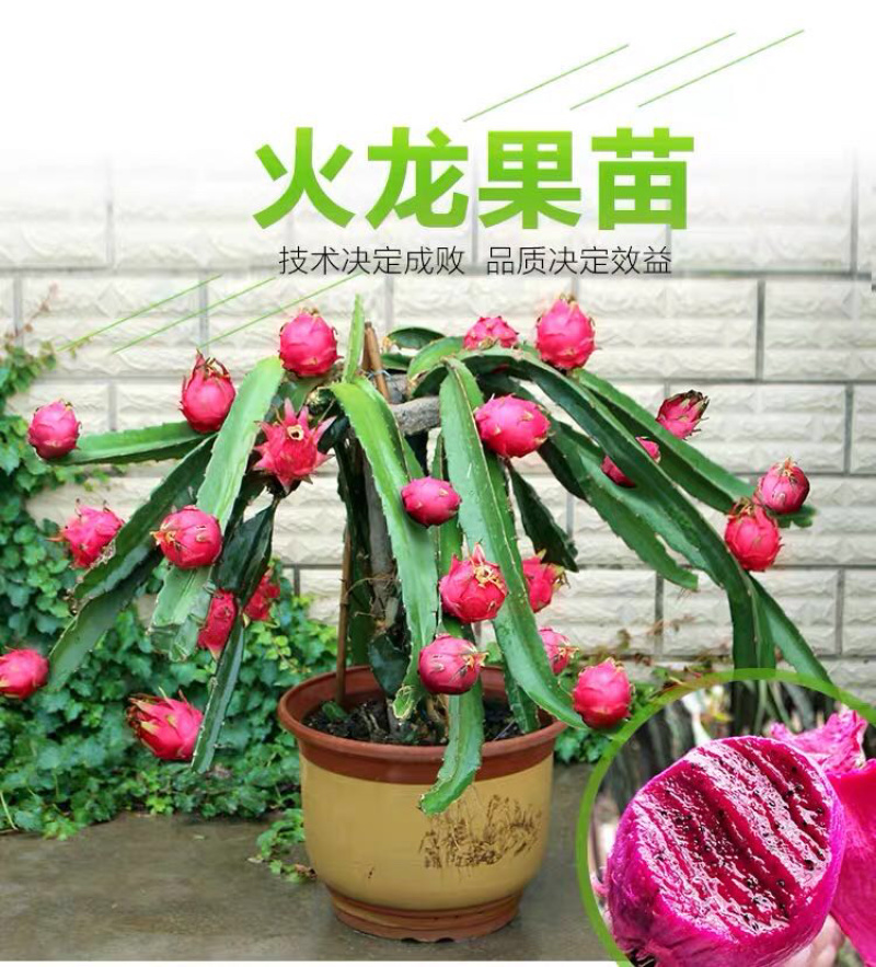 【精选】火龙果苗红心火龙果苗提供技术包成活当年结果